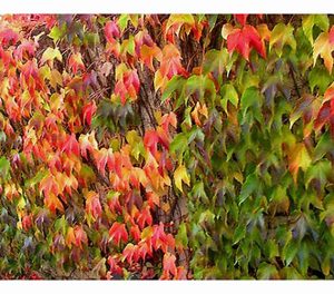 7299977_BildFS_001_WilderWeinVeitchiiRobustaJungfernrebeParthRobusta